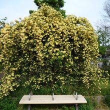 山吹がきれいでした