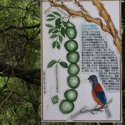 モダマ自生地 クチコミ・アクセス・営業時間｜奄美大島【フォー