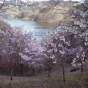 滝桜からぜひ足を伸ばしたい桜の名所