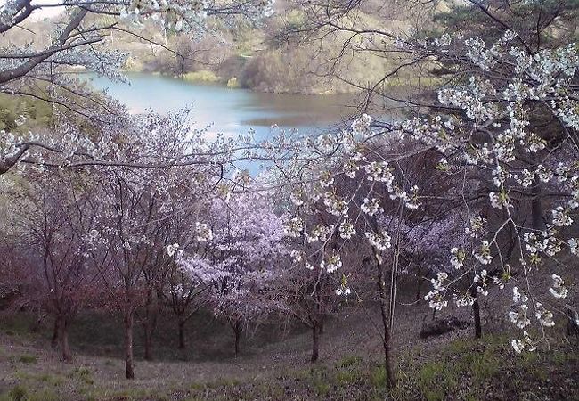 滝桜からぜひ足を伸ばしたい桜の名所