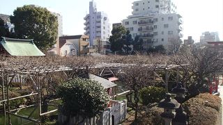 藤棚でも有名で、藤まつりが4月の下旬から開催されます。境内に100株以上ある藤の花が一斉に咲き始めます。