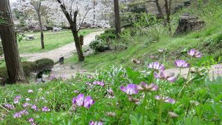 桜の名所、散策に良い。