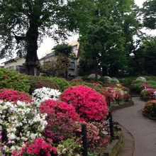 色々な種類が楽しめます。ツツジも奥が深い