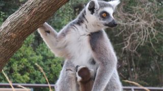 お猿が頭上を飛び回ってます