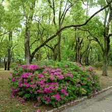 つつじがきれいでした