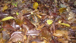 頂上から名蔵湾を一望