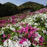 つつじの花が見事でした。5千坪の大庭園に四季おりおりの花が見られる『三室戸寺』に行ってきました。