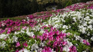 つつじの花が見事でした。5千坪の大庭園に四季おりおりの花が見られる『三室戸寺』に行ってきました。
