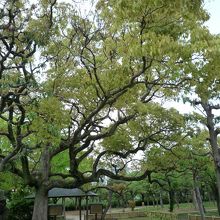 掛けやすそうですね