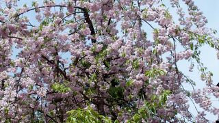 武家屋敷通りにきれいに咲いています。