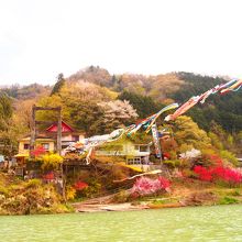 春は沢山の花々そしてこいのぼりも