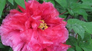 牡丹が咲いてました。