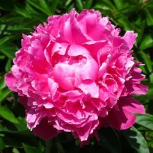 近くに牡丹・芍薬園もあります