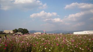 ここのコスモスがキレイ