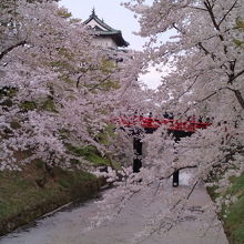 お堀を埋め尽くす花びら