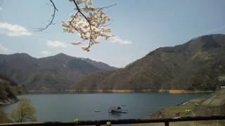 九頭竜湖の桜
