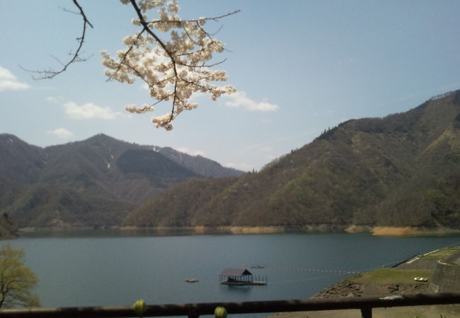 九頭竜湖と桜