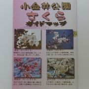 小金井公園の桜種類