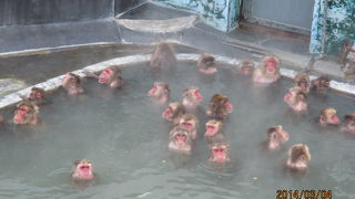 猿の生態がよく分かりました