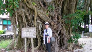 亜熱帯の石垣島を代表する高木樹種の一つ