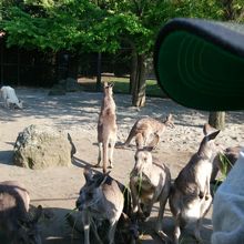 カンガルーの餌付けが目の前