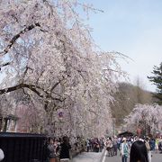 国の天然記念物指定の枝垂桜は見事