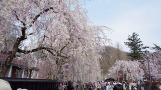 国の天然記念物指定の枝垂桜は見事
