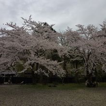 角館のソメイヨシノ