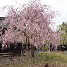 黒塀には枝垂桜がよく似合う