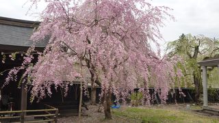 武家屋敷の黒塀とのコントラストが印象的