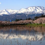 日本三大夜桜も広い公園の桜並木と残雪の山並みも満喫出来ました～♪