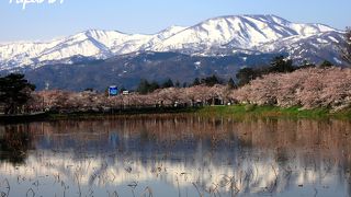 日本三大夜桜も広い公園の桜並木と残雪の山並みも満喫出来ました～♪
