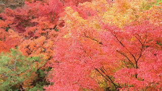 京都の紅葉は東福寺が一番