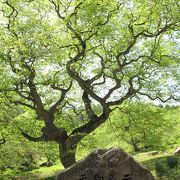 自然の技 テングシデ群落に包まれて