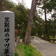 江戸時代より続く中山道の松並木