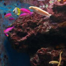 綺麗な魚たち。