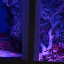 何といったか忘れましたが、エビです。