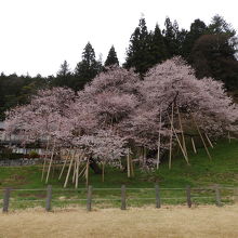 臥龍桜