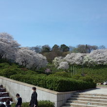 満開の桜がキレイ