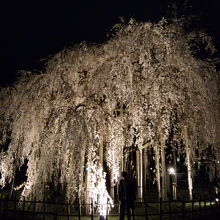 夜のライトアップは特に神秘的