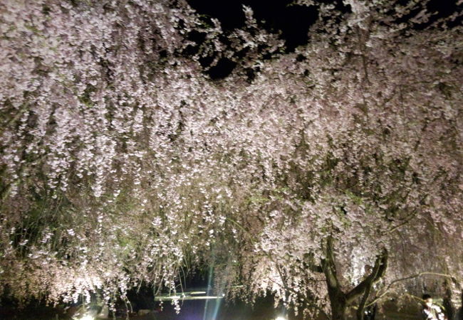 枝垂れ桜の名所