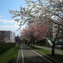 東札幌付近の桜