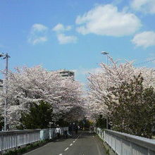 白石付近の桜