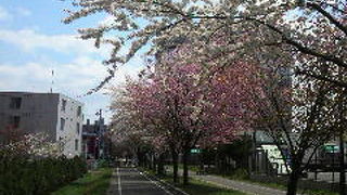 今は桜も見ごろのサイクリングロード