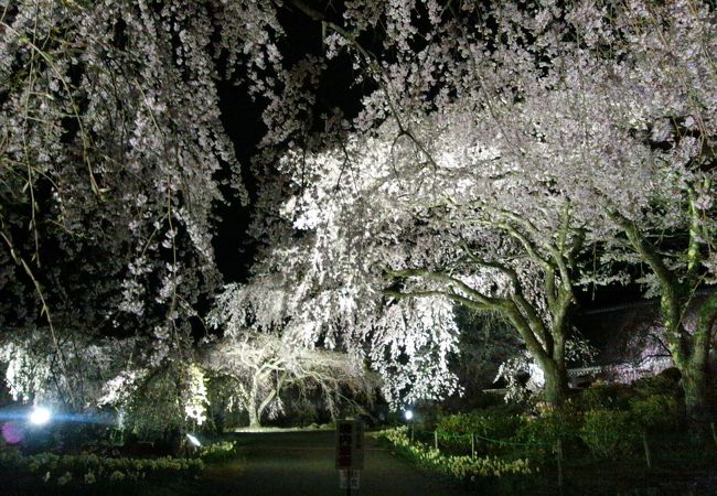 光前寺のしだれ桜ライトアップ クチコミ アクセス 営業時間 駒ヶ根 フォートラベル