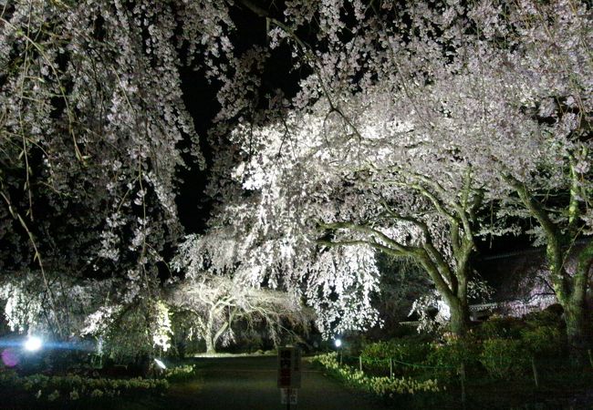 最高に綺麗です