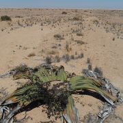 ナミブ沙漠の花「ウェルウィッチア」