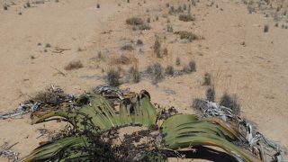 ナミブ沙漠の花「ウェルウィッチア」