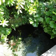 湧き水のあるお庭