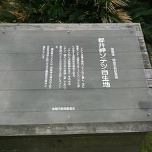 ソテツの自生地の案内